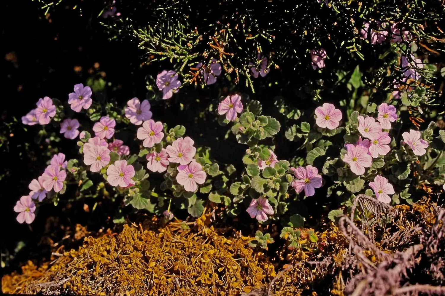 Kodak Slide N Scan scanner pellicole 5 pollici